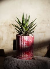Minus Degre-Eco-Planter I Living Corel I Eco-Friendly