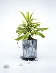 Minus Degre Eco-Pots  I Charcoal - 1 Planter, 1 base Plate