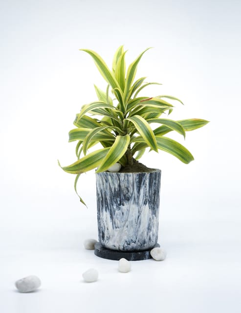 Minus Degre Eco-Pots  I Charcoal - 1 Planter, 1 base Plate