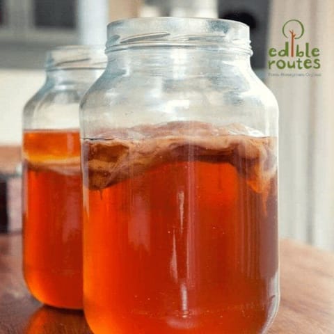 Edible Routes-Live Kombucha Scoby + Starter Liquid