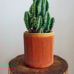 Craftlipi-Terracotta Cylindrical PILLOW Planter Set of 2