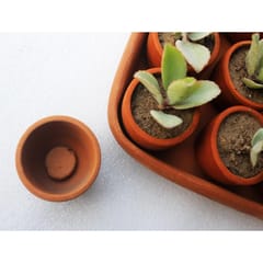 Craftlipi-SQUARE Plantation / Germination Kit : Set of 50 small pots + 3 trays + 50 pusher tablets