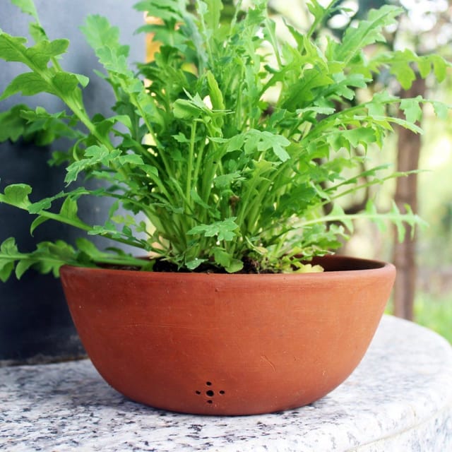 Craftlipi-SHALLOW PLAIN Terracotta Planter  Set of 2