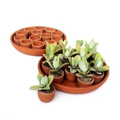 Craftlipi-DISK Plantation / Germination Kit : Set of 26 small pots + 2 trays + 26 pusher tablets