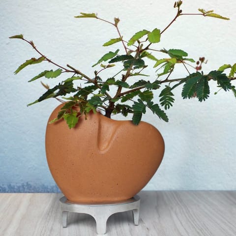 Craftlipi-I Care Planter (Heart Shape Planter + Plant + Aluminium Stand )