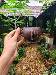Thenga Coconut Teacup | Natural & Handmade | For Hot & Cold Beverages - 200 ml (Set of 2)