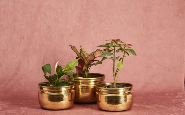 P-Tal-Brass Planters