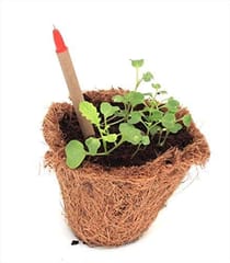 bioQ Box of 30 Plantable Seed Pens | Eco Friendly Box for Offices | Recycled Paper Bulk Packaging | Grow Plants from Pens | 80% bio-degradable Pen Body