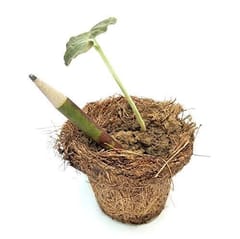 bioQ Box of 50 Plantable Seed Pencils | Eco Friendly Box for Offices