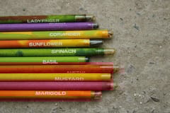 bioQ Box of 50 Plantable Seed Pencils | Eco Friendly Box for Offices
