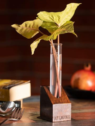 https://cdn.shopify.com/s/files/1/0089/7672/8119/products/timber-grove-solo-table-top-wooden-single-test-tube-planter-lazygardener-pack-of-1-186230.jpg?v=1689806471