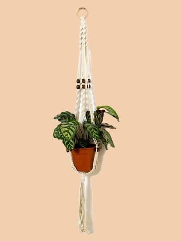 https://cdn.shopify.com/s/files/1/0089/7672/8119/products/dao-macrame-hanger-beaded-macrame-plant-hanger-macrame-plant-hanger-lazygardener-pack-of-1-cream-beads-801540.jpg?v=1689791528