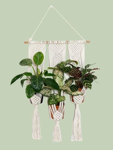 https://cdn.shopify.com/s/files/1/0089/7672/8119/products/tai-chi-macrame-hanger-triple-macrame-plant-hanger-macrame-plant-hanger-lazygardener-993685.jpg?v=1682274602