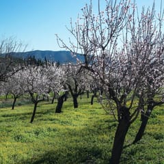 Kanz & Muhul - Kashmiri Almonds
