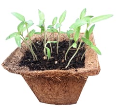 UPAJ - CHILLI SMALL GIY KIT