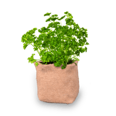 UPAJ - JUTE GROW BAG HERB GARDEN