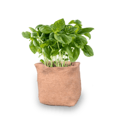 UPAJ - JUTE GROW BAG HERB GARDEN