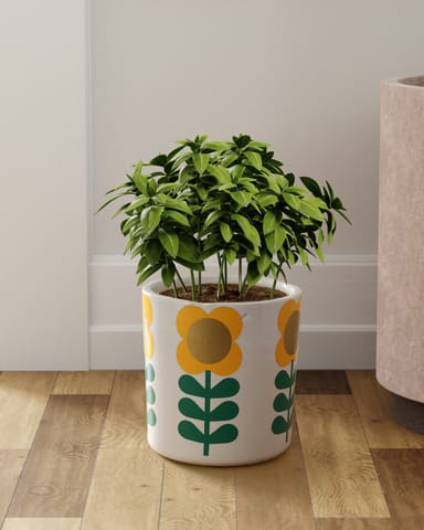 Eyass - Ceramic Flower Pot - 6.5 x 6