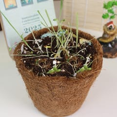 bioQ Golden Days Celebration Plantable Calendar 2025 with Wooden Plate Stand | Premium Desk Calendar | Festival Theme | Growing Calendar